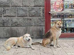 🐕 В Россоши сообщили об агрессивных собаках возле магазинов.

Жители города предупреждают о стае со