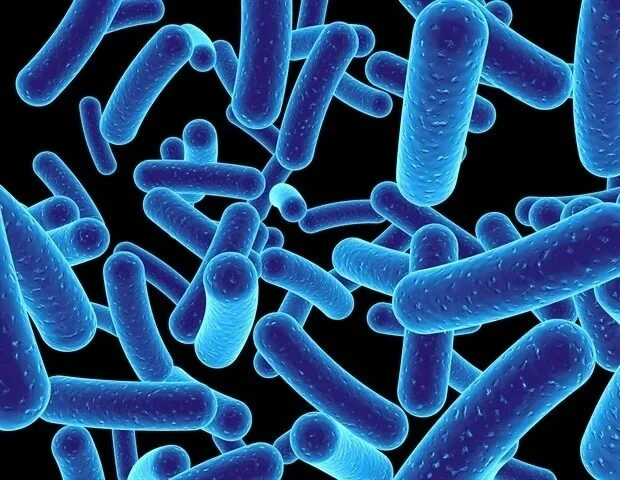 🔬 Метаболит кишечных бактерий связали с прогрессированием первичного склерозирующего х...