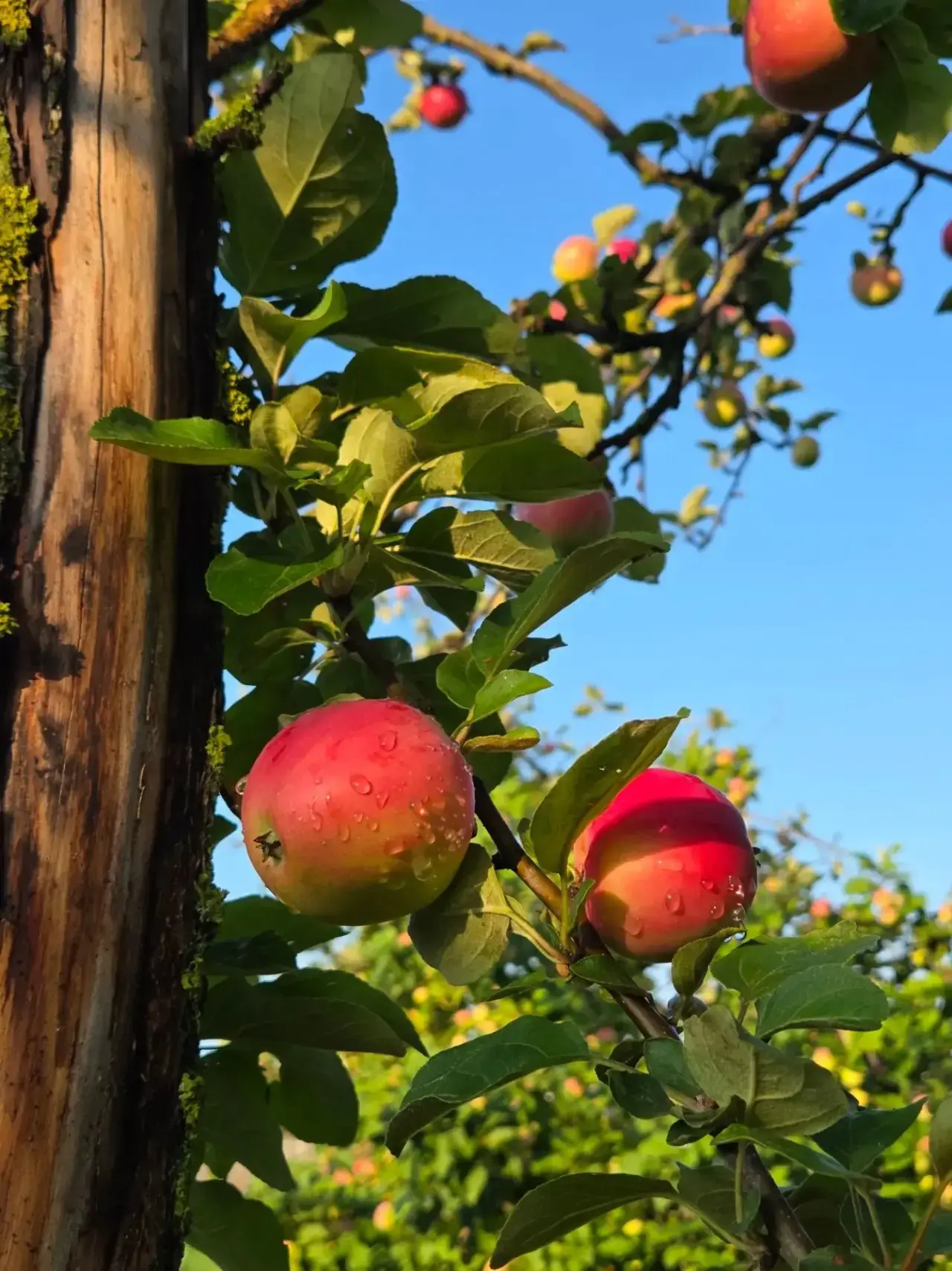 Хәерле иртә, дуслар🍎🍏
#доброеутро