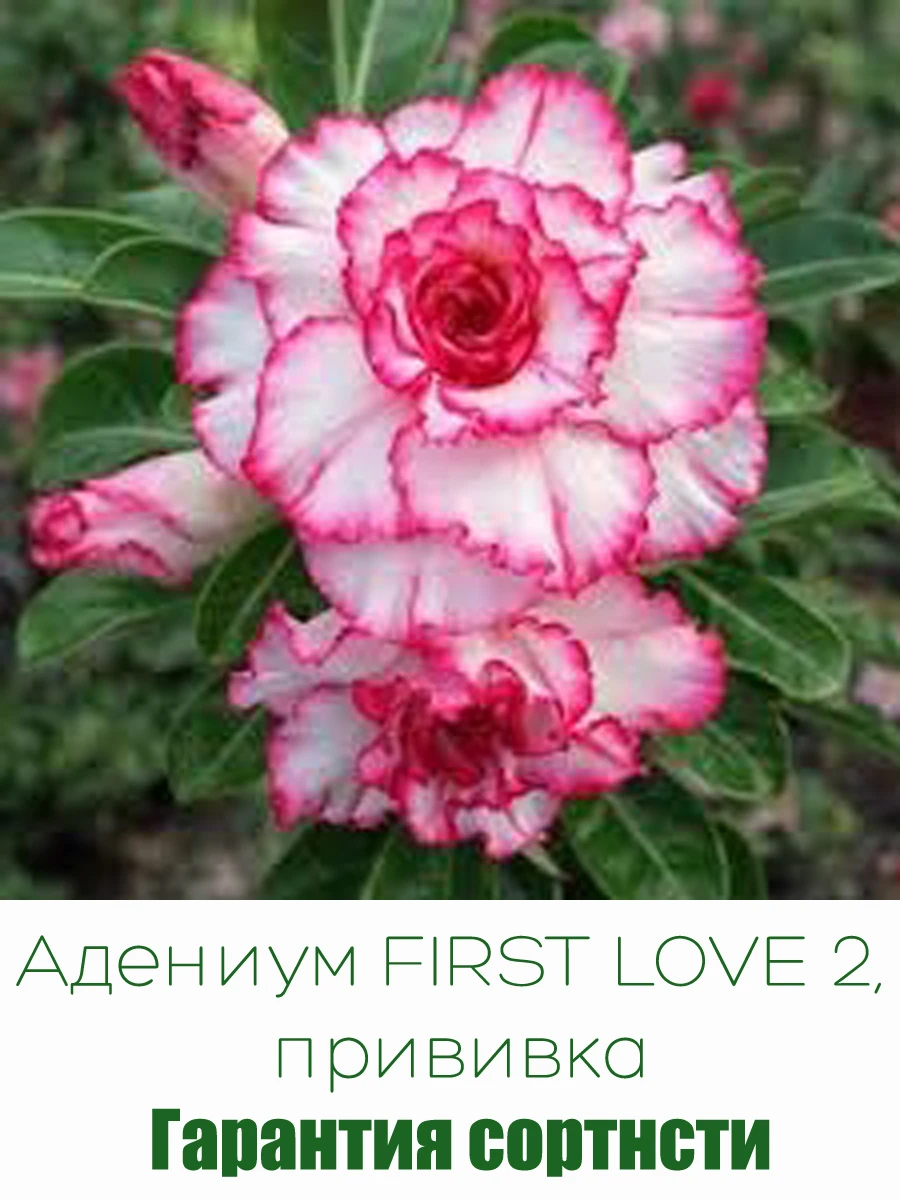 Продается прививка адениума прививка сорт First Love 2 . Отправка ВБ из Севастополя, са...