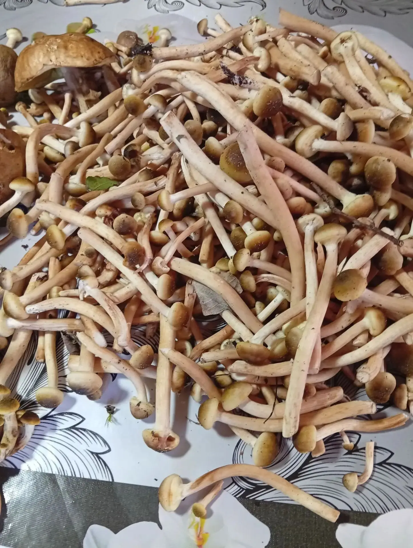 Зимнички 🍄‍🟫🍄🍄‍🟫
