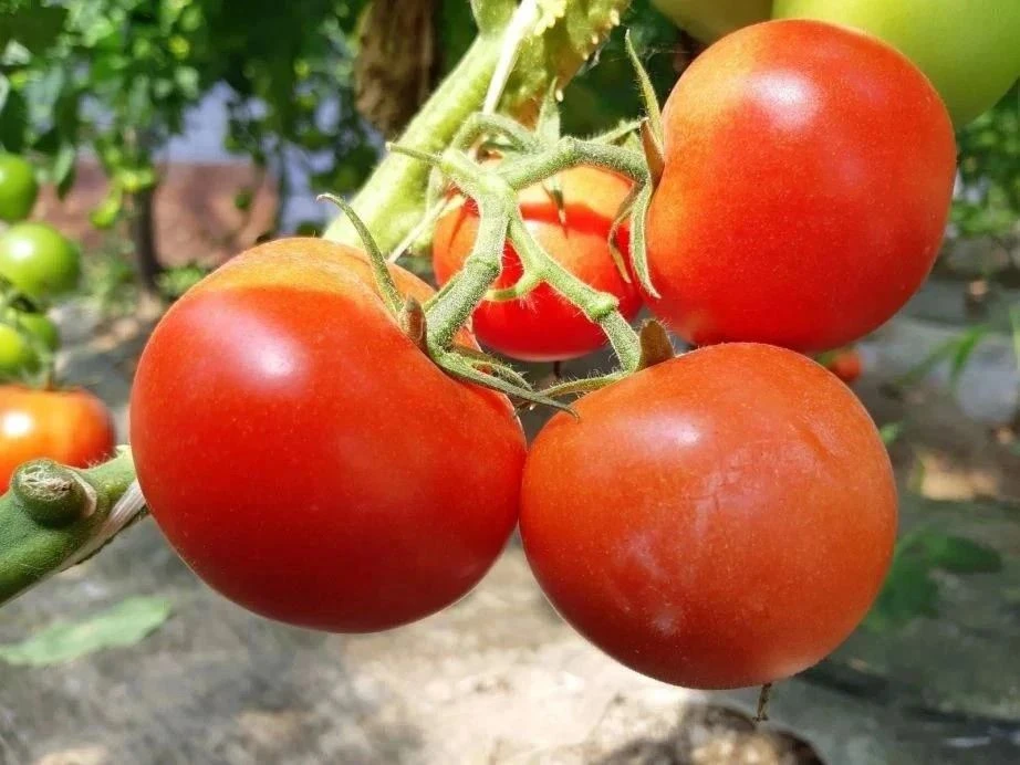 👩‍🌾 В Хабаровском крае в разгаре уборочная кампания: аграрии собрали уже треть овощей...