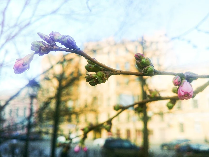 🌷Погода в Санкт-Петербурге 29 марта 2026 года. Переменная облачность. Без осадков. Ветер ночью перем