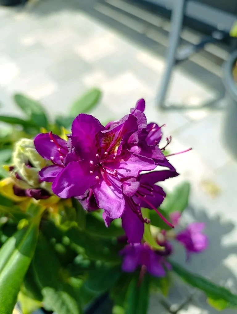 🌺 А у вас в саду есть рододендроны?
