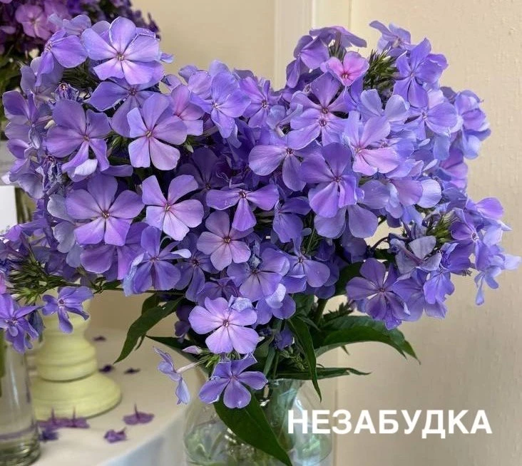 5 лучших синих флоксов: магия цвета в вашем саду! 💙✨

Синие флоксы — настоящие хамелеоны. Днём они 