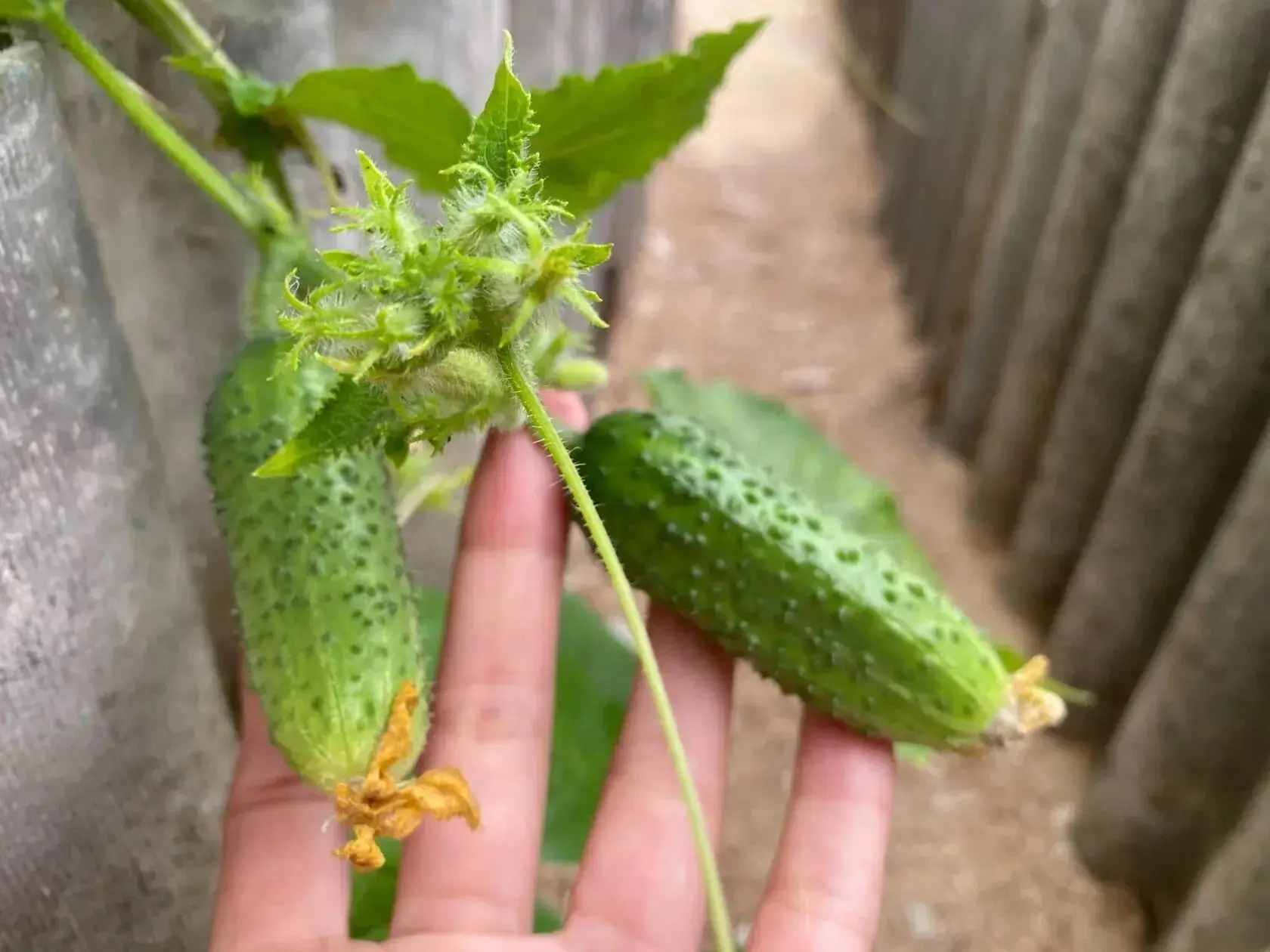 🥒 Всего 2 таблетки — и огурцы снова начинают вязать плоды. Подкормка, о которой знают немногие

В н