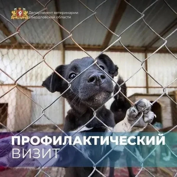 📣 Обязательные профилактические визиты