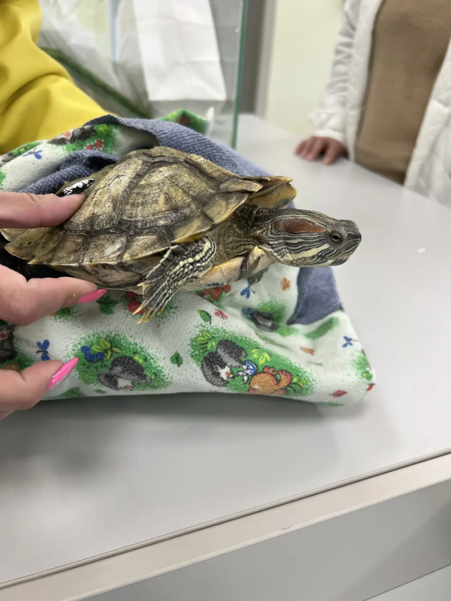 🐢 Сюрприз от родителей в СОШ №40! 🎁  Наш родительский комитет во главе с председателем Скрыбыкиной Е