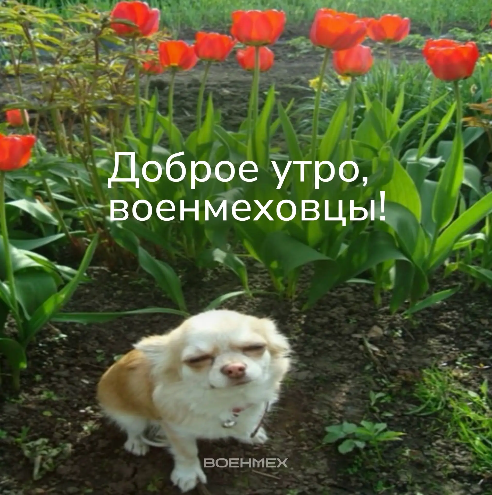 Доброе утро, Военмех! 

Дачный сезон в самом разгаре. Чем можете похвастаться?

❤️ — вырастил всё, ч