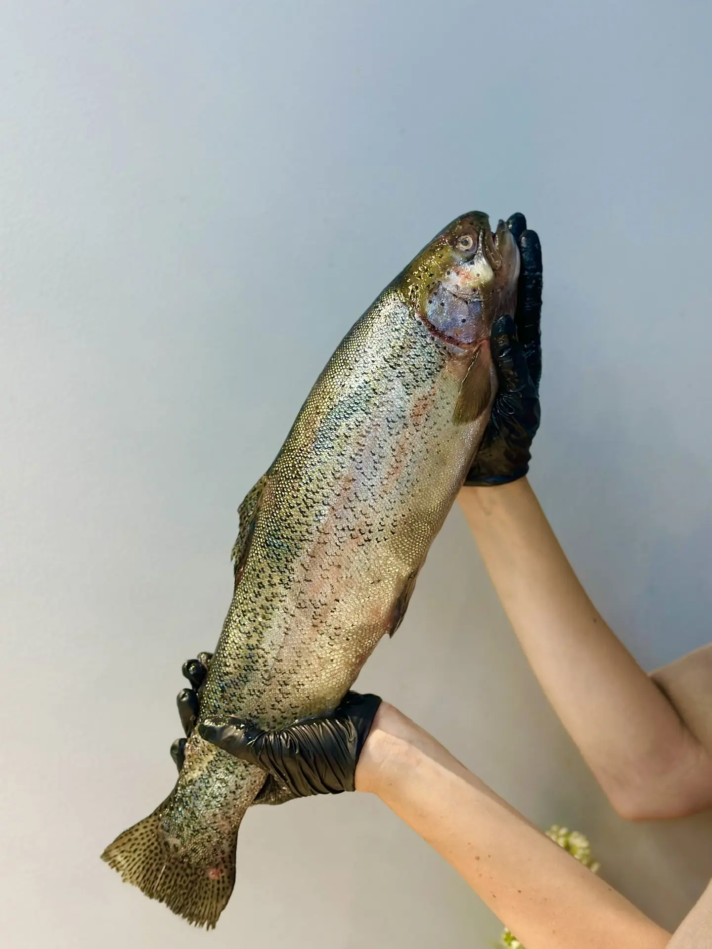 ТОЛЬКО ЧТО ПРИВЕЗЛИ 🔥🐟ФОРЕЛЬ С/М