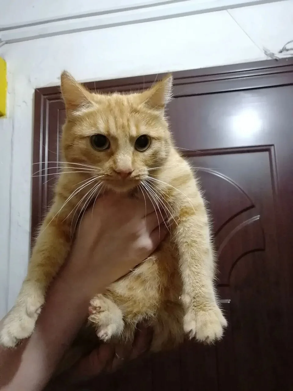 Осенний листопад кошек. Хозяйка уехала устраивать свою жизнь, кошечку выкинула, наиграл...