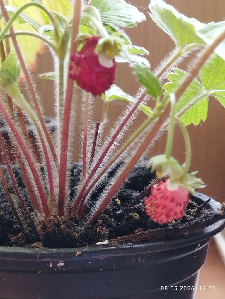 🌱☀️ Сладкий урожай из группы №5!  От семечки до ягоды🍓
