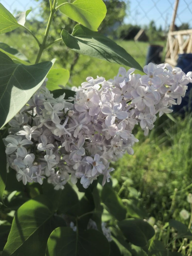 Спустя много лет впервые зацвела моя сирень 😍