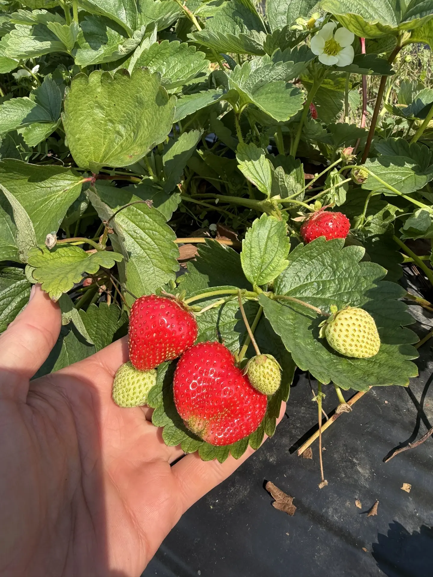 Друзья, будем собирать 🍓2 дня подряд!
