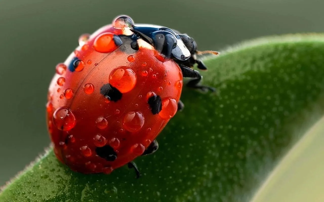 🐞 Полезные насекомые вашего сада
