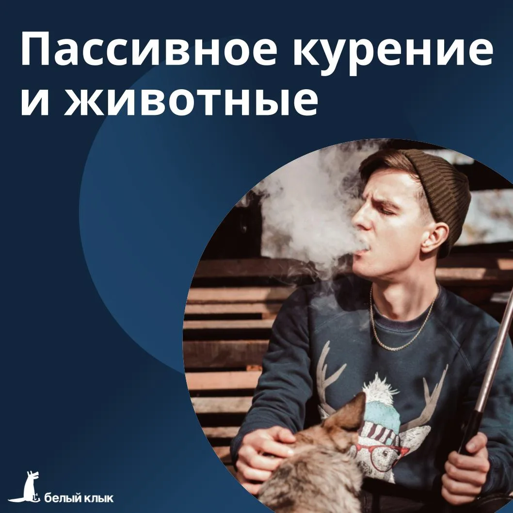 Пассивное курение и домашние животные