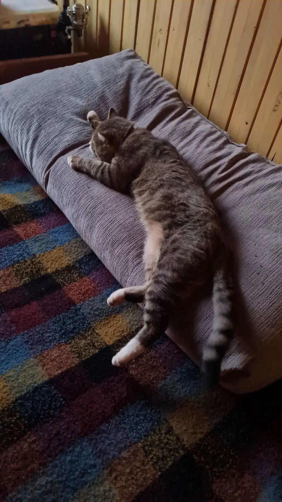 Хорошо котикам. Никаких платьев им не надо. Они и так прекрасны🐈