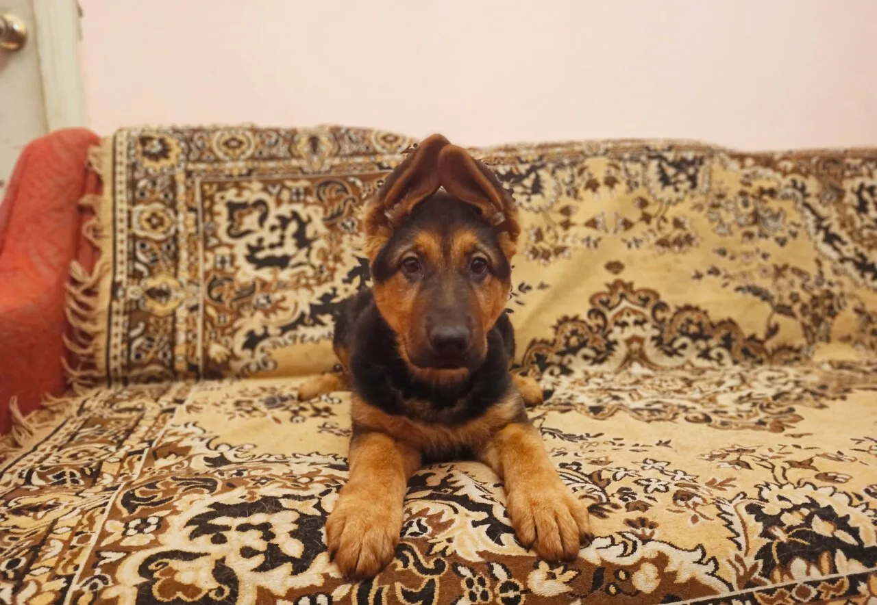 🎁 Подарите себе и близким верного друга на долгие годы 🔥 +7949 03 00 105
🐶Продаем щенков Чистокро
