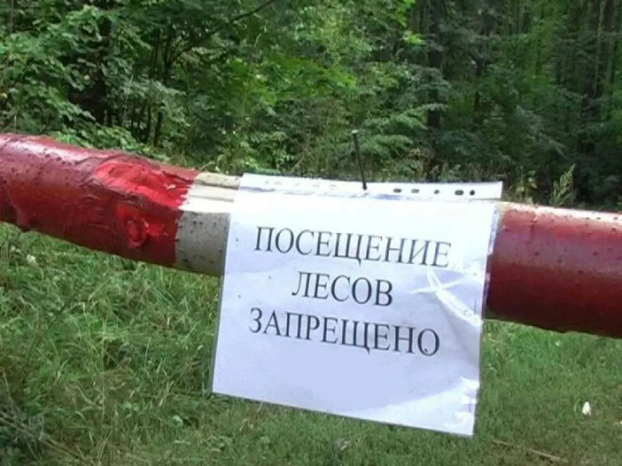 Губернатор ввел полный запрет на посещение лесов в Хабаровском крае.  Это решение принято на заседан
