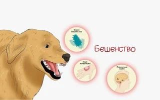 рививок.