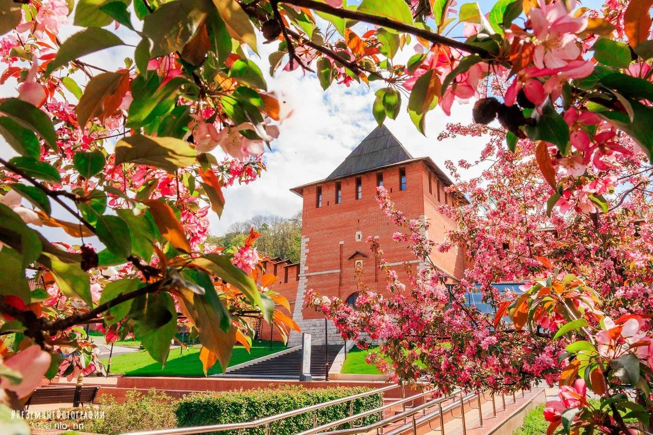 Город цветет 😍  📸 Никита Духник