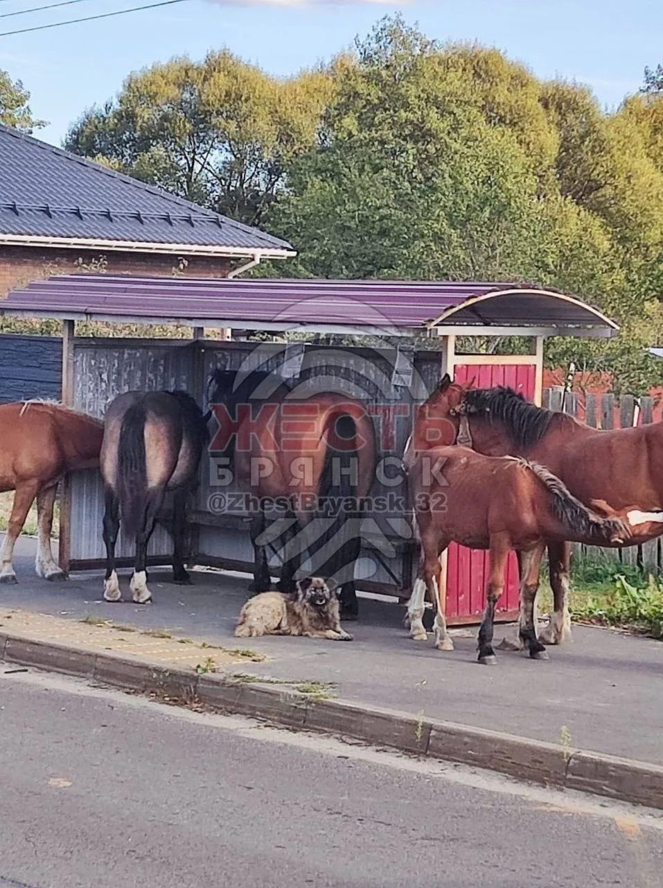 🐴 «Маршрутка скоро будет?»