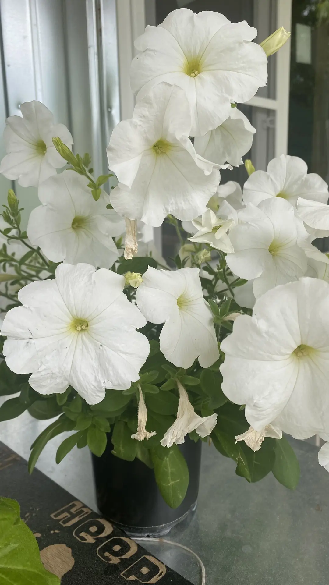 Будущая красота на пасеке! Чтобы гости приезжали и наслаждались 🌸🌼🌸