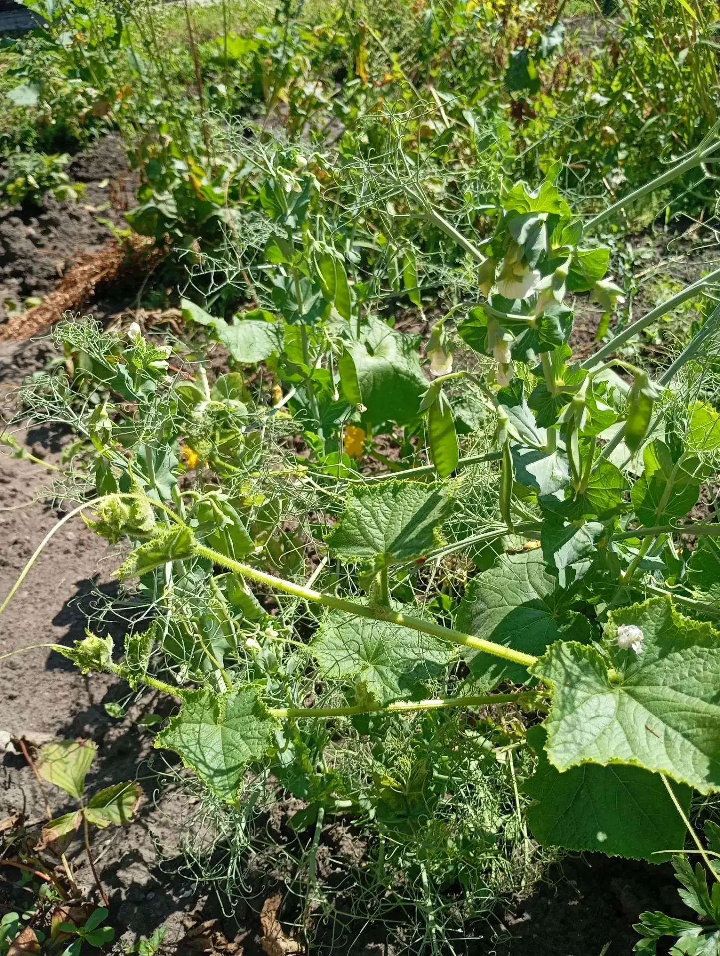 Урожай гороха: весёлые приключения малышей! 🌱
👧👦 Юные эколята из детского сада
 "Колокольчик" в о