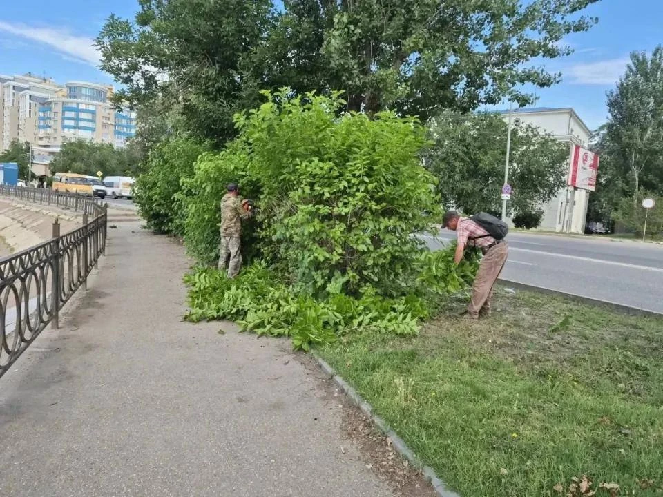🌳 В Астрахани обрезают ветви, закрывающие дорожные знаки и светофоры

Администрация приступила к оп