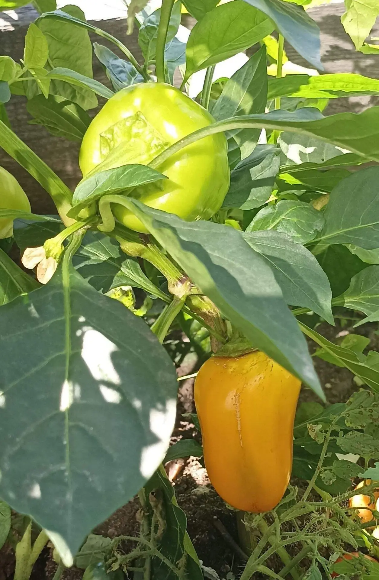 Однажды, при очередном сборе урожая огурцоа 🥒 и помидоров 🍅,мы наткнулись на настоящи...
