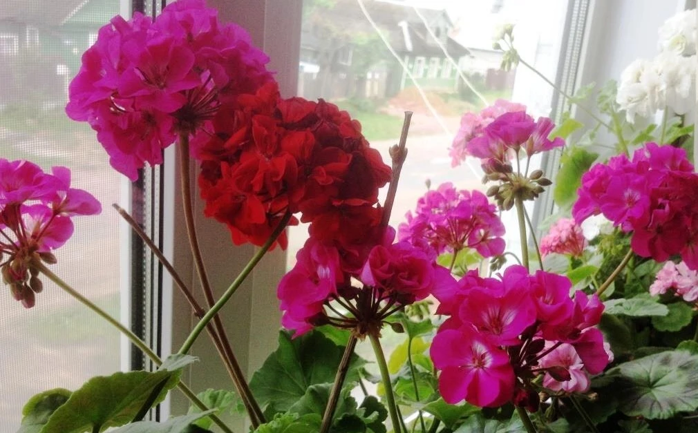🌺✨ Лучшие подкормки для герани: непрерывное цветение без банановой кожуры