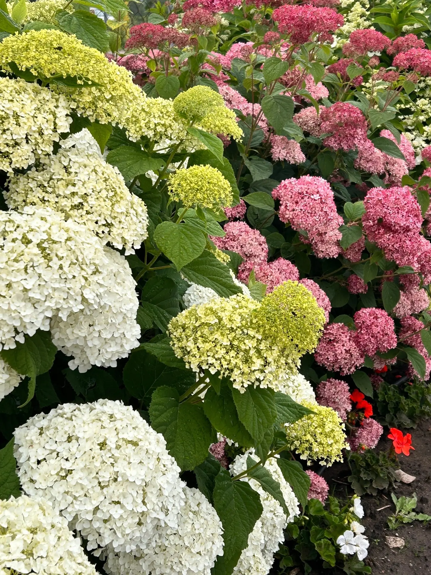 👩🏼‍🌾 Дорогие друзья, выходные — лучшее время, чтобы заняться садом. Или просто погул...