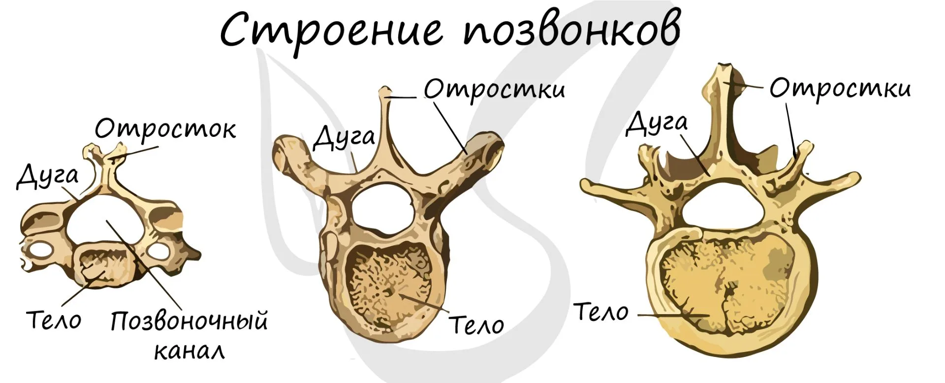 Строение позвонков