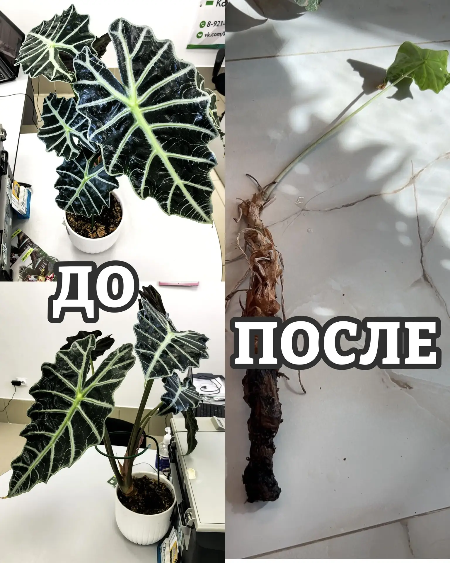 Алоказия: красивый куст → один толстый ствол. Что пошло не так?

Нет, её не ели вредители и не сжига