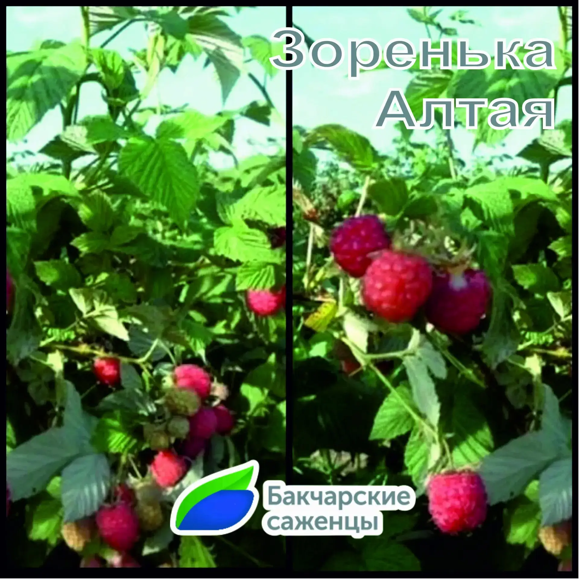 🍓 Малина «Зоренька Алтая» — сибирский характер и отличный вкус!