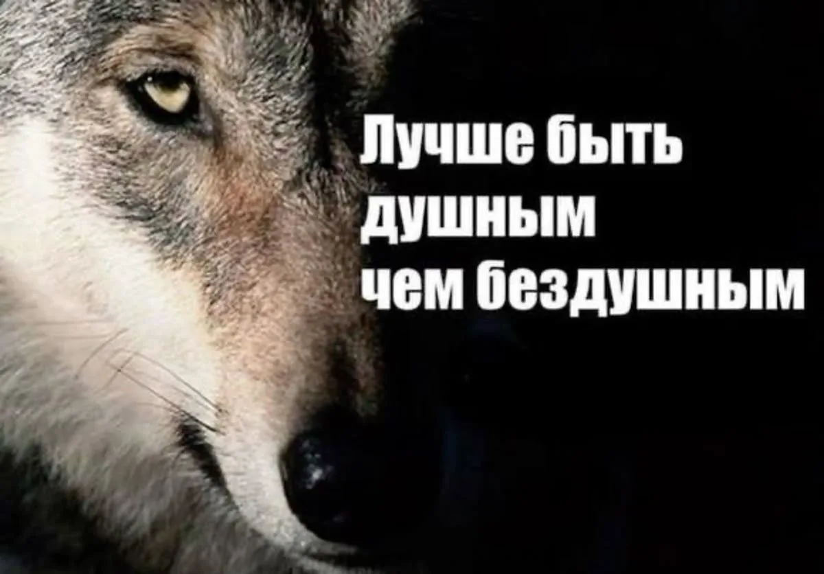 Все мои волки делают ауф ☝️

Что значит «ауф»? Это молодёжное слово — способ выразить восторг: «по к