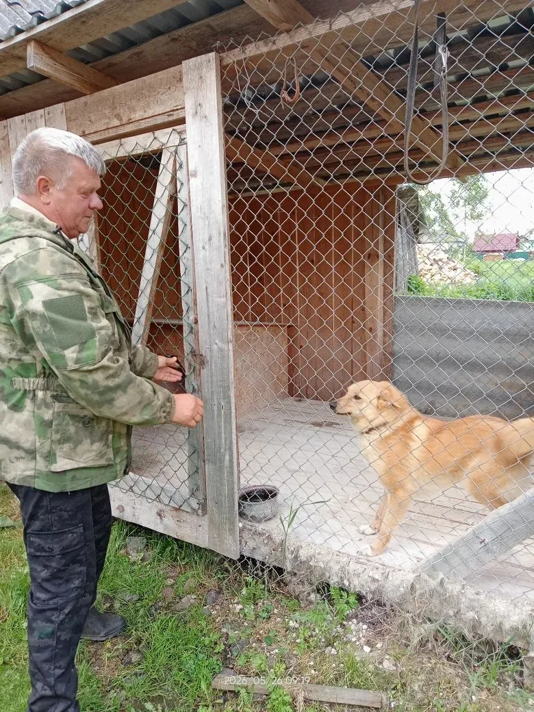 Карело-финская лайка🔥