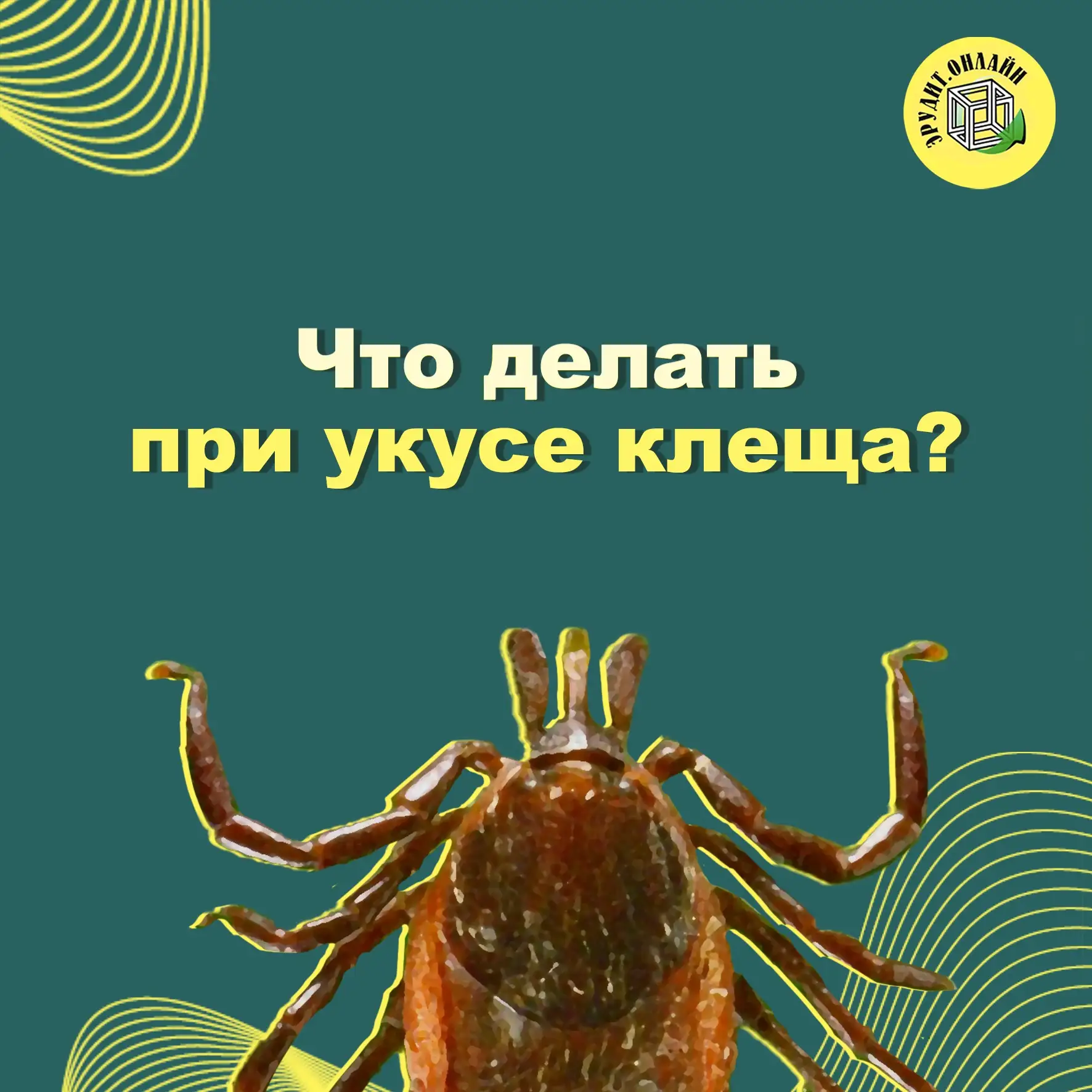 Памятка «Что делать при укусе клеща?»