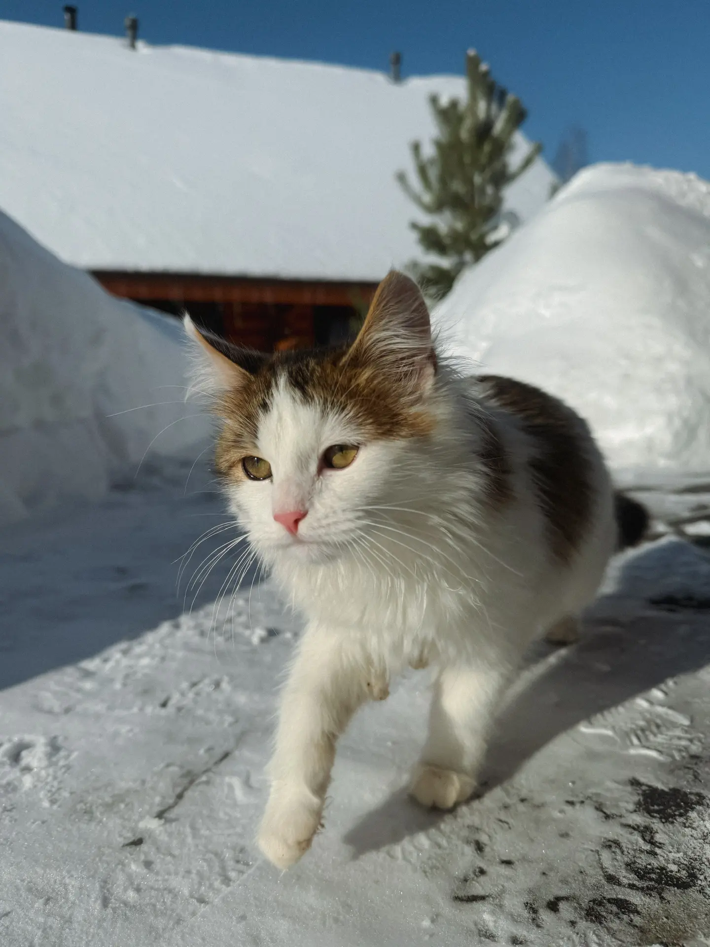 какой хороший день