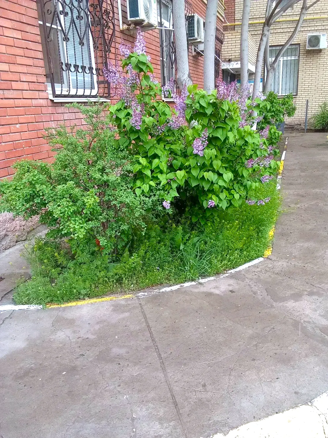 К новости «🌿 Свежий газон и порядок во дворе!»