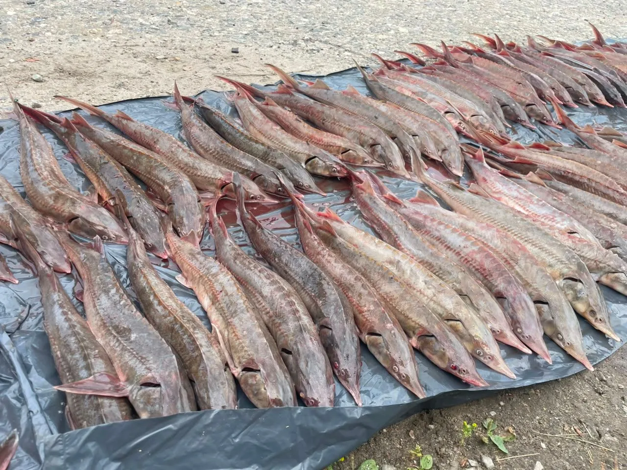 🚨В Нижневартовске пресечена незаконная добыча ценных видов рыб: ущерб превысил 600 тыс...