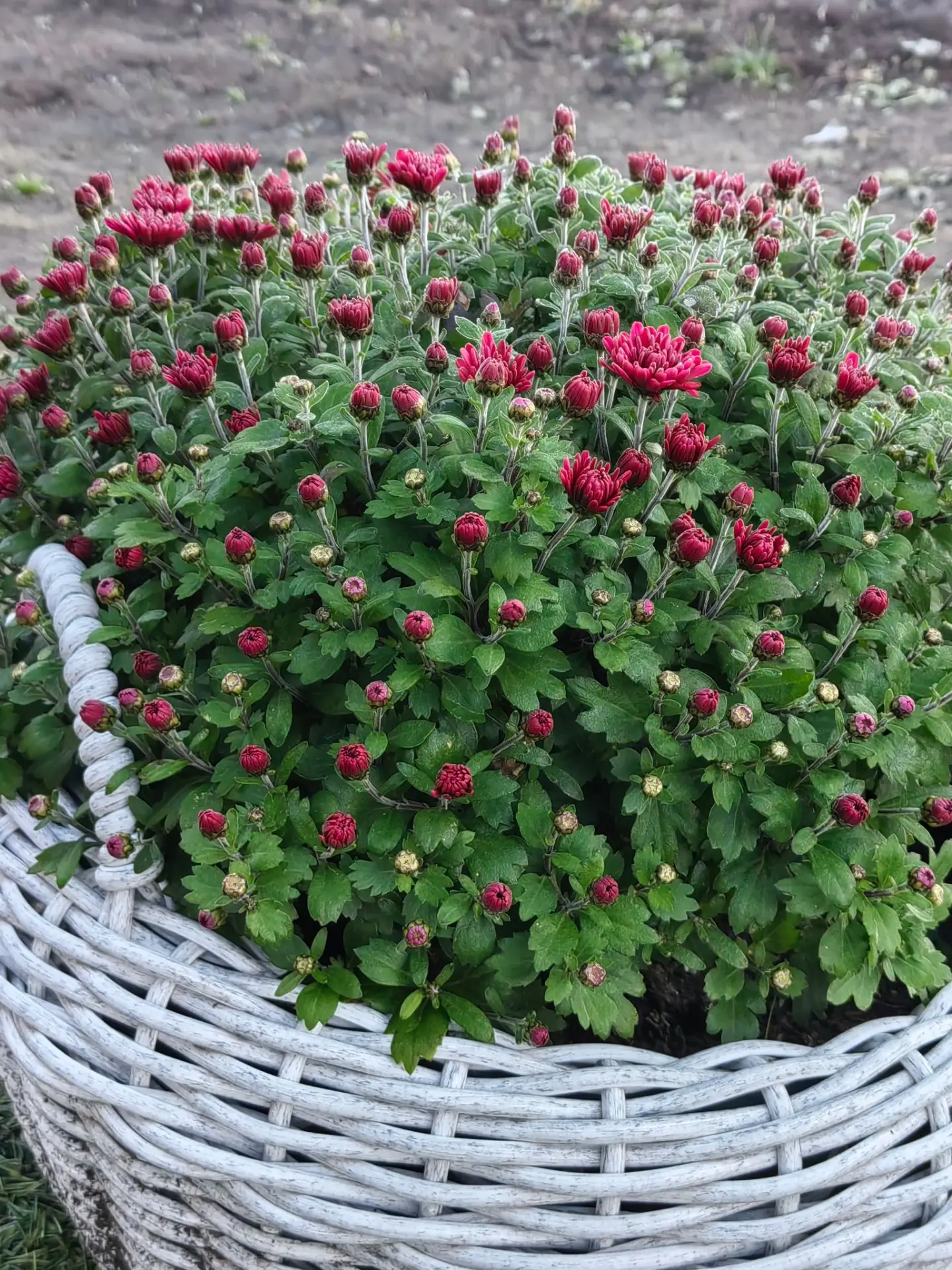 Доброе морозное утро!
