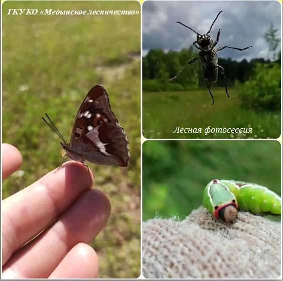 Пока мы пытаемся незаметно подобраться к бабочке хотя бы на метр, она уже вспорхнула… Нашему лесниче