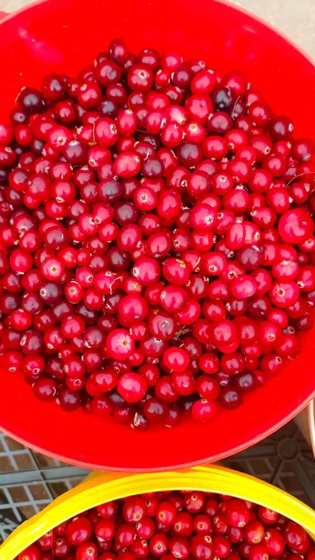 ‼️❣️Продам клюкву,литр-180 рублей