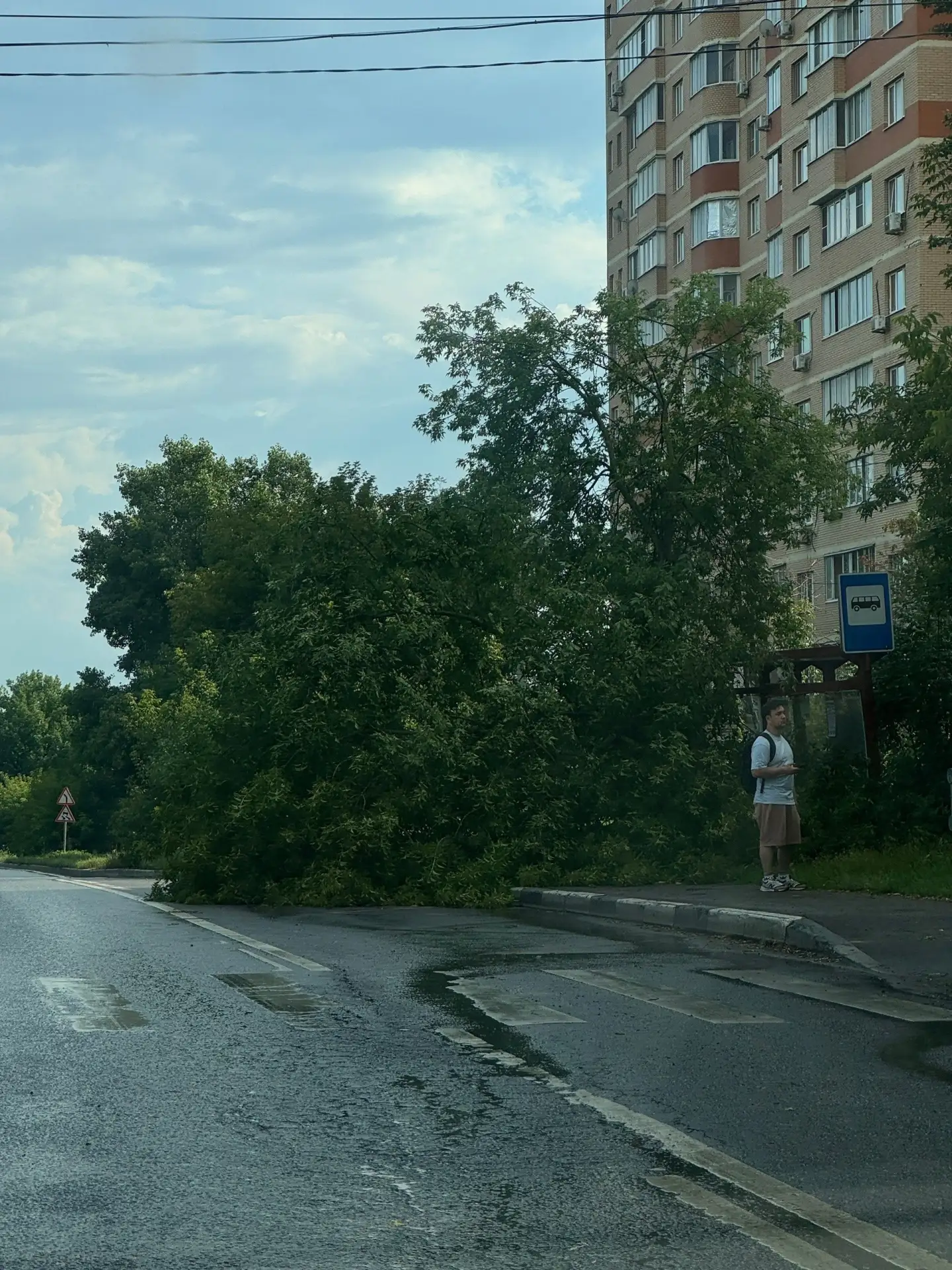🌳 Дерево рухнуло на остановку в Подольске