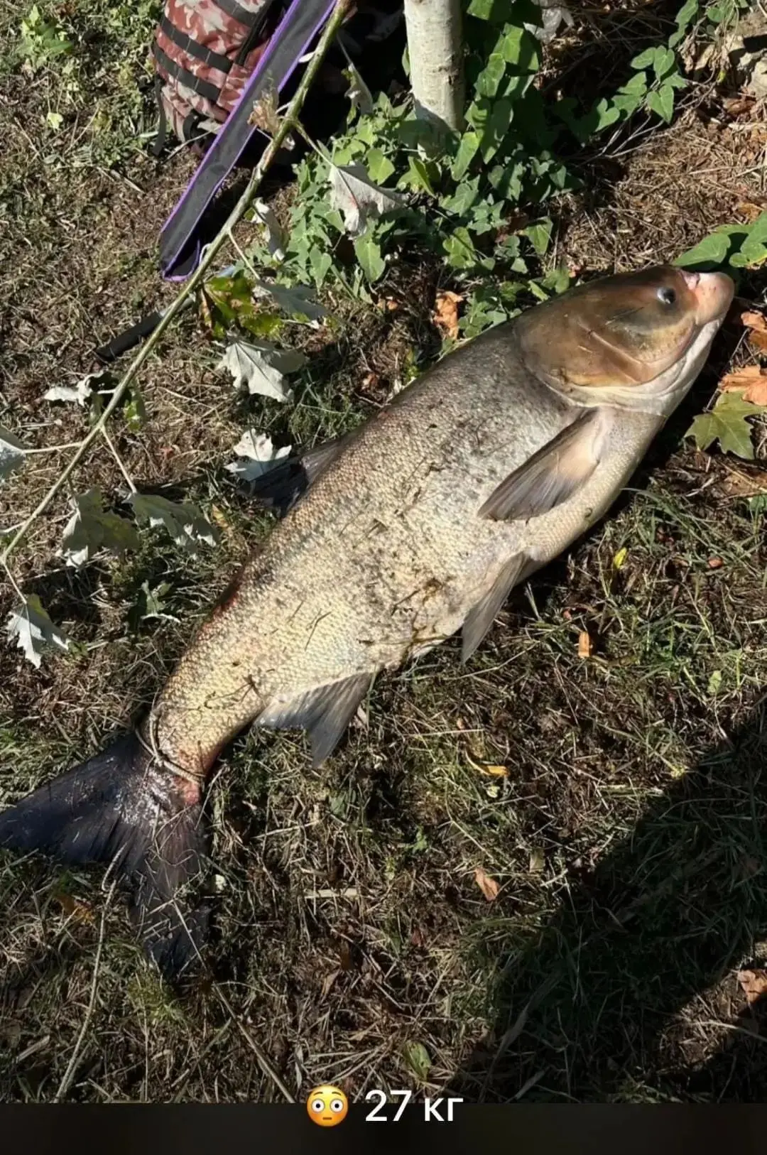 🎣 Вот это улов! Из Анапки вытащили рыбину весом 27 килограммов