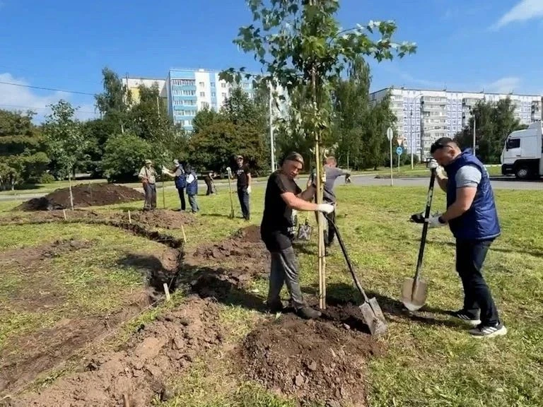 🌳 Улица Комиссарова во Владимире стала зеленее