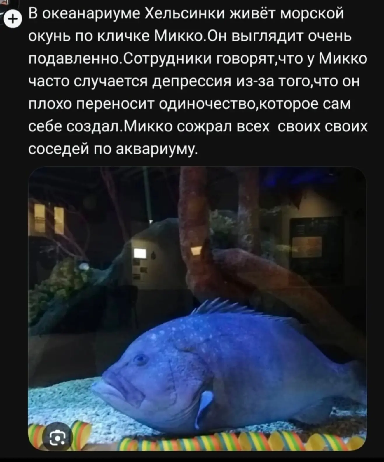 Эта история окуня Микко никого вам не напоминает?