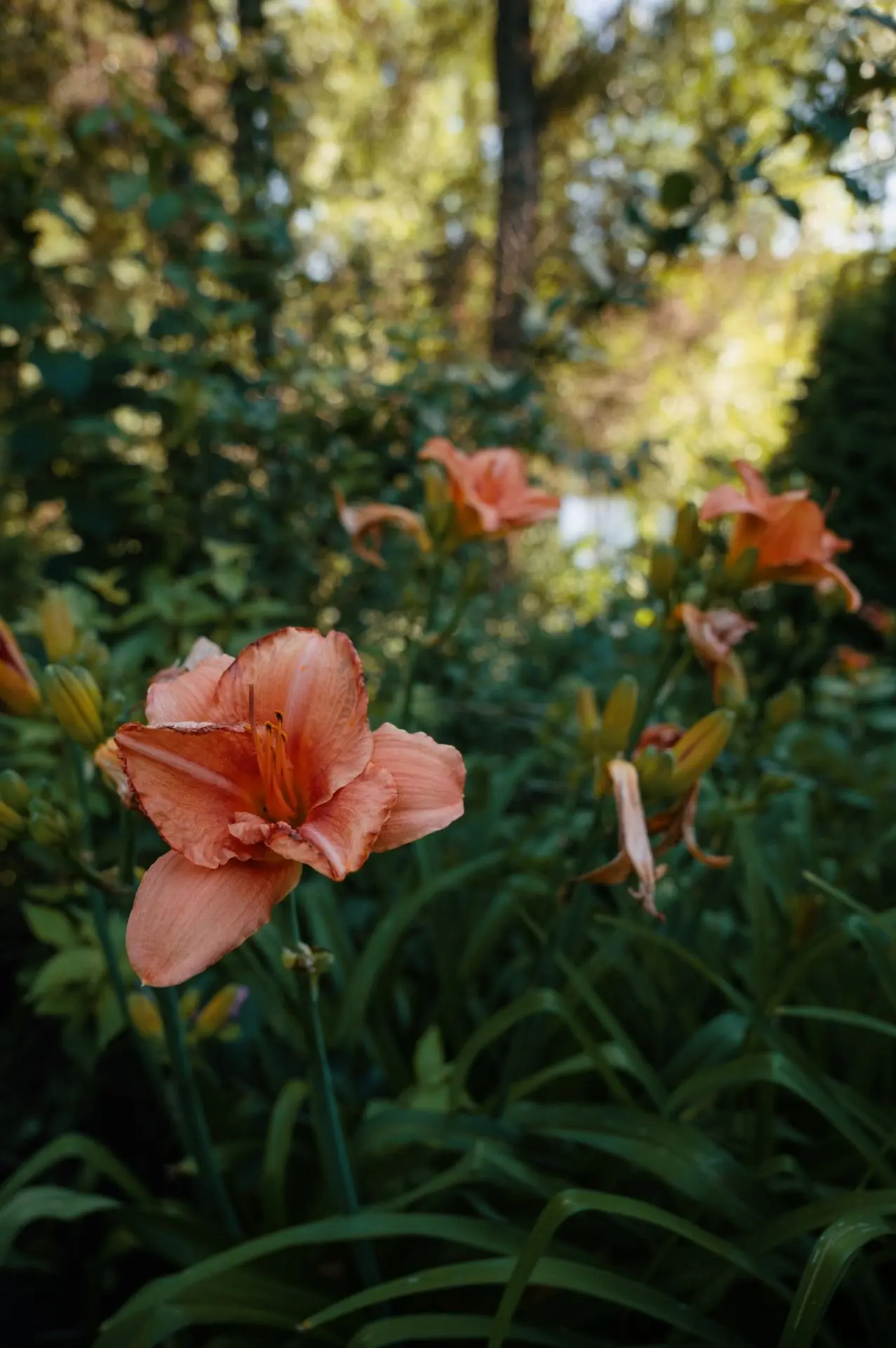 •Лучшее место для фотографий —
💫Это Ботанический сад!

🌼 Сейчас он продолжает цвести, зеленеть и р