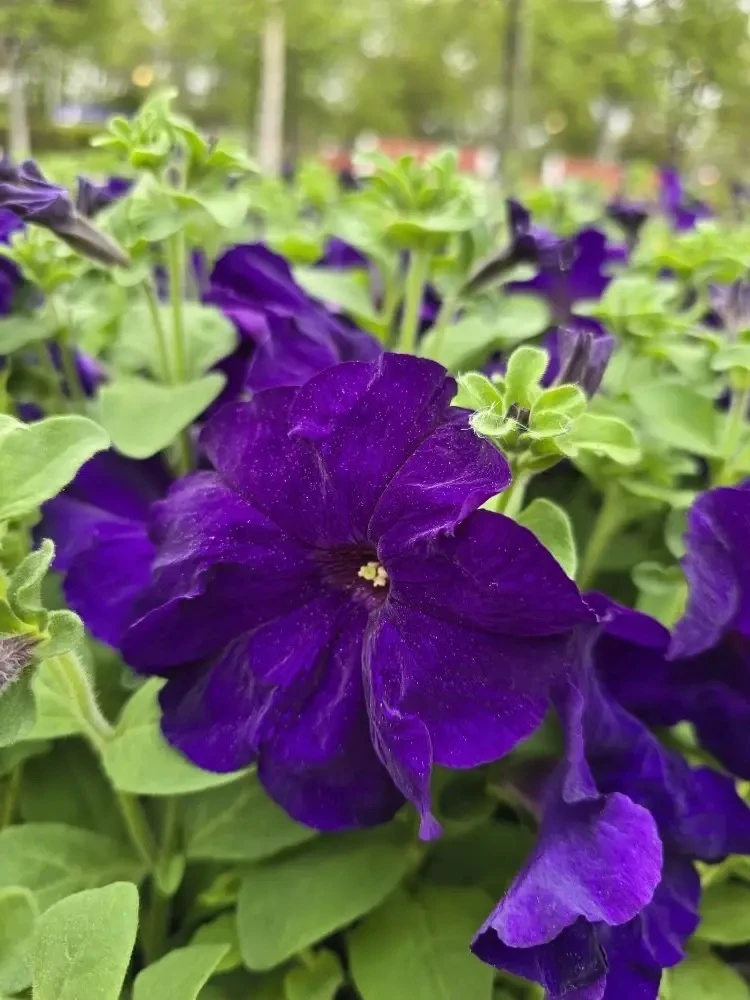 🌺Озеленители Корсаковского городского парка приступили к посадке однолетних цветов. Стартовали с кл